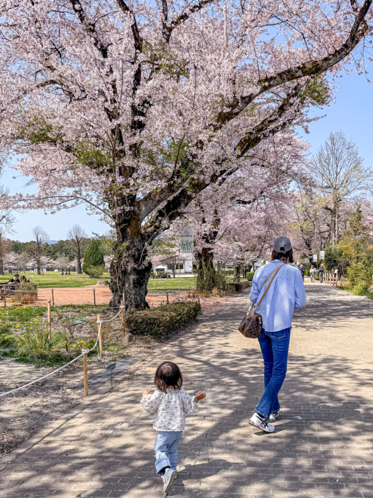 春の那須・千本松牧場で満開の桜が咲く風景|家族で訪れた子連れ旅行の旅の始まりを彩る自然豊かな景色
