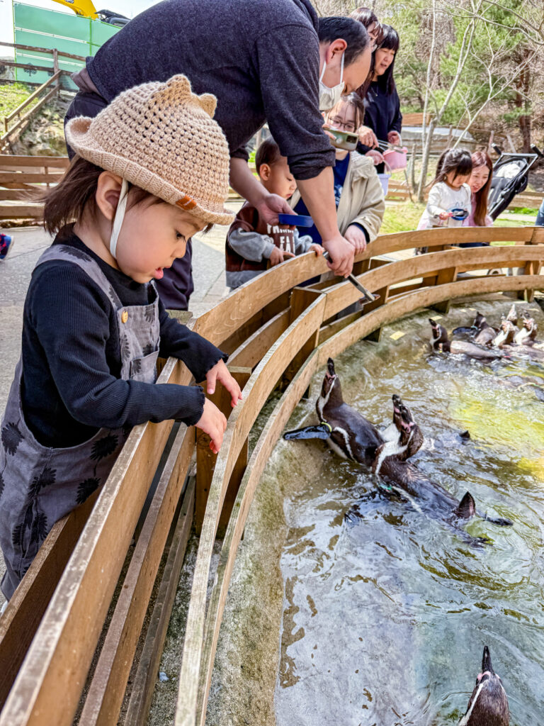 那須どうぶつ王国でペンギンに餌やり体験をする子ども|2歳児との春の思い出づくりにぴったりな体験